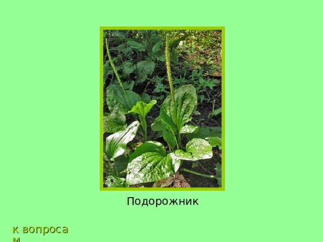 Подорожник к вопросам 