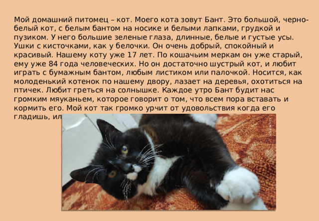 Мой домашний питомец – кот. Моего кота зовут Бант. Это большой, черно-белый кот, с белым бантом на носике и белыми лапками, грудкой и пузиком. У него большие зеленые глаза, длинные, белые и густые усы. Ушки с кисточками, как у белочки. Он очень добрый, спокойный и красивый. Нашему коту уже 17 лет. По кошачьим меркам он уже старый, ему уже 84 года человеческих. Но он достаточно шустрый кот, и любит играть с бумажным бантом, любым листиком или палочкой. Носится, как молоденький котенок по нашему двору, лазает на деревья, охотиться на птичек. Любит греться на солнышке. Каждое утро Бант будит нас громким мяуканьем, которое говорит о том, что всем пора вставать и кормить его. Мой кот так громко урчит от удовольствия когда его гладишь, или только покушал, что напоминает звук трактора. 