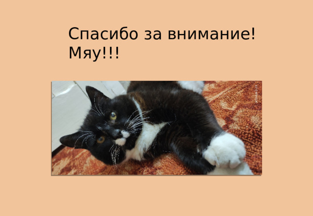 Спасибо за внимание! Мяу!!! 