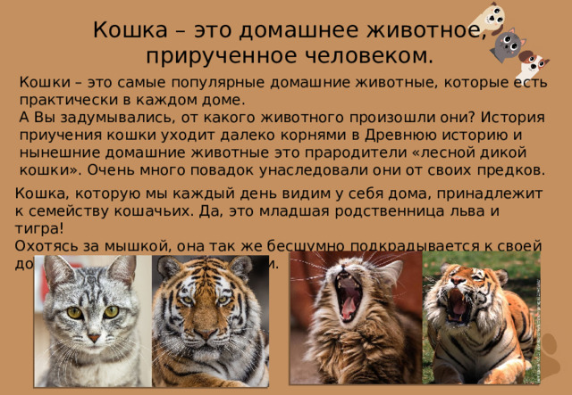 Кошка – это домашнее животное, прирученное человеком. Кошки – это самые популярные домашние животные, которые есть практически в каждом доме. А Вы задумывались, от какого животного произошли они? История приучения кошки уходит далеко корнями в Древнюю историю и нынешние домашние животные это прародители «лесной дикой кошки». Очень много повадок унаследовали они от своих предков. Кошка, которую мы каждый день видим у себя дома, принадлежит к семейству кошачьих. Да, это младшая родственница льва и тигра! Охотясь за мышкой, она так же бесшумно подкрадывается к своей добыче, как и её дикие сородичи. 