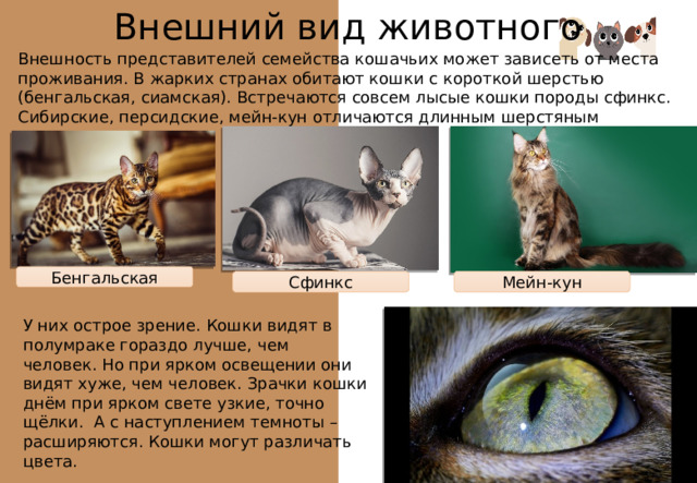 Внешний вид животного Внешность представителей семейства кошачьих может зависеть от места проживания. В жарких странах обитают кошки с короткой шерстью (бенгальская, сиамская). Встречаются совсем лысые кошки породы сфинкс. Сибирские, персидские, мейн-кун отличаются длинным шерстяным покровом. Бенгальская Сфинкс Мейн-кун У них острое зрение. Кошки видят в полумраке гораздо лучше, чем человек. Но при ярком освещении они видят хуже, чем человек. Зрачки кошки днём при ярком свете узкие, точно щёлки. А с наступлением темноты – расширяются. Кошки могут различать цвета. 