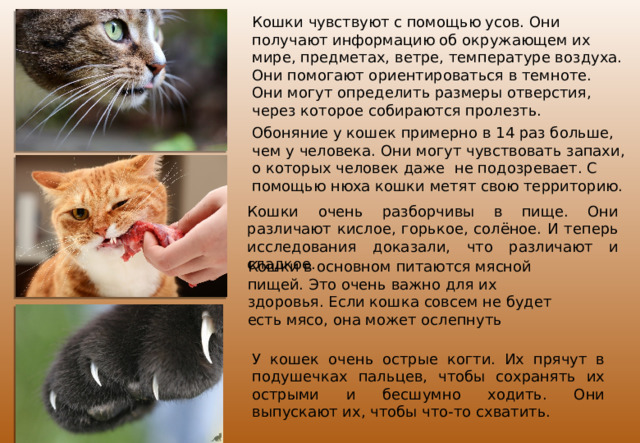 Кошки чувствуют с помощью усов. Они получают информацию об окружающем их мире, предметах, ветре, температуре воздуха. Они помогают ориентироваться в темноте. Они могут определить размеры отверстия, через которое собираются пролезть. Обоняние у кошек примерно в 14 раз больше, чем у человека. Они могут чувствовать запахи, о которых человек даже не подозревает. С помощью нюха кошки метят свою территорию. Кошки очень разборчивы в пище. Они различают кислое, горькое, солёное. И теперь исследования доказали, что различают и сладкое. Кошки в основном питаются мясной пищей. Это очень важно для их здоровья. Если кошка совсем не будет есть мясо, она может ослепнуть У кошек очень острые когти. Их прячут в подушечках пальцев, чтобы сохранять их острыми и бесшумно ходить. Они выпускают их, чтобы что-то схватить. 