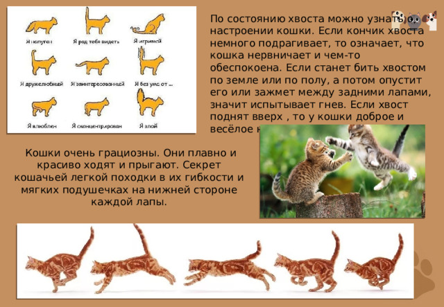 По состоянию хвоста можно узнать о настроении кошки. Если кончик хвоста немного подрагивает, то означает, что кошка нервничает и чем-то обеспокоена. Если станет бить хвостом по земле или по полу, а потом опустит его или зажмет между задними лапами, значит испытывает гнев. Если хвост поднят вверх , то у кошки доброе и весёлое настроение.   Кошки очень грациозны. Они плавно и красиво ходят и прыгают. Секрет кошачьей легкой походки в их гибкости и мягких подушечках на нижней стороне каждой лапы. 