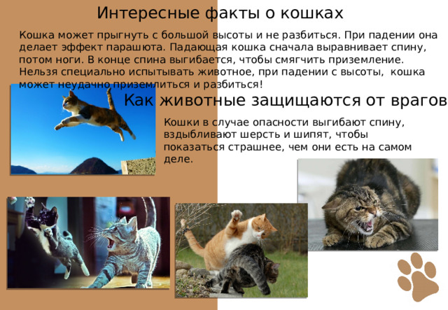 Интересные факты о кошках Кошка может прыгнуть с большой высоты и не разбиться. При падении она делает эффект парашюта. Падающая кошка сначала выравнивает спину, потом ноги. В конце спина выгибается, чтобы смягчить приземление. Нельзя специально испытывать животное, при падении с высоты, кошка может неудачно приземлиться и разбиться! Как животные защищаются от врагов? Кошки в случае опасности выгибают спину, вздыбливают шерсть и шипят, чтобы показаться страшнее, чем они есть на самом деле. 
