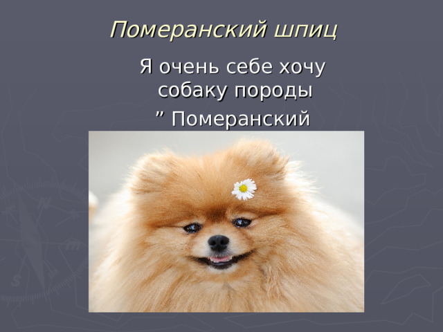 Померанский шпиц Я очень себе хочу собаку породы ” Померанский шпиц ” Я очень себе хочу собаку породы ” Померанский шпиц ” Я очень себе хочу собаку породы ” Померанский шпиц ” Я очень себе хочу собаку породы ” Померанский шпиц ” Я очень себе хочу собаку породы ” Померанский шпиц ” 