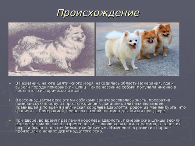 Происхождение В Германии, на юге Балтийского моря, находилась область Померания, где и вывели породу померанский шпиц. Такое название собаки получили именно в честь этого исторического края. В восемнадцатом веке этими собаками заинтересовалась знать, превратив померанскую породу из простолюдинов в домашних элитных любимцев. Правившая в то время английская королева Шарлотта, родом из Макленбурга, что граничит с Померанией, привезла с собой питомца для жизни при дворе. При дворе, во время правления королевы Шарлоты, померанские шпицы весили еще не так мало, как в современности — около девяти килограммов, оттенок их шерсти был в основном белым или бежевым. Изменения в развитии породы произошли в начале девятнадцатого века.  