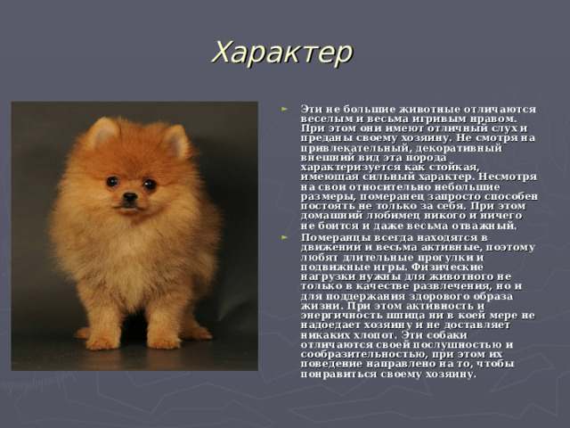 Характер Эти не большие животные отличаются веселым и весьма игривым нравом. При этом они имеют отличный слух и преданы своему хозяину. Не смотря на привлекательный, декоративный внешний вид эта порода характеризуется как стойкая, имеющая сильный характер. Несмотря на свои относительно небольшие размеры, померанец запросто способен постоять не только за себя. При этом домашний любимец никого и ничего не боится и даже весьма отважный. Померанцы всегда находятся в движении и весьма активные, поэтому любят длительные прогулки и подвижные игры. Физические нагрузки нужны для животного не только в качестве развлечения, но и для поддержания здорового образа жизни. При этом активность и энергичность шпица ни в коей мере не надоедает хозяину и не доставляет никаких хлопот. Эти собаки отличаются своей послушностью и сообразительностью, при этом их поведение направлено на то, чтобы понравиться своему хозяину. 