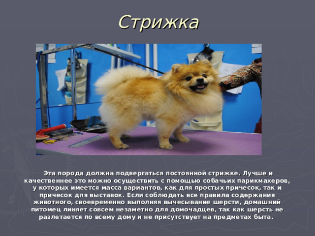 Стрижка  Эта порода должна подвергаться постоянной стрижке. Лучше и качественнее это можно осуществить с помощью собачьих парикмахеров, у которых имеется масса вариантов, как для простых причесок, так и причесок для выставок. Если соблюдать все правила содержания животного, своевременно выполняя вычесывание шерсти, домашний питомец линяет совсем незаметно для домочадцев, так как шерсть не разлетается по всему дому и не присутствует на предметах быта.  