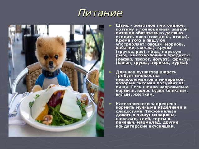Питание Шпиц – животное плотоядное, поэтому в полноценный рацион питания обязательно должно входить мясо (говядина, птица). Кроме того в пищу он употребляет: овощи (морковь, кабачки, свекла), крупы (гречка, рис), яйца, морскую рыбу, кисломолочные продукты (кефир, творог, йогурт), фрукты (банан, груша, абрикос, хурма).  Длинная пушистая шерсть требует множества микроэлементов и минералов, которые питомец получает из пищи. Если шпица неправильно кормить, волос будет блеклым, вялым, жестким.  Категорически запрещено кормить мучными изделиями и сладостями. Также нельзя давать в пищу: макароны, шоколад, хлеб, торты и печенья, мармелад, другие кондитерские вкусняшки. 