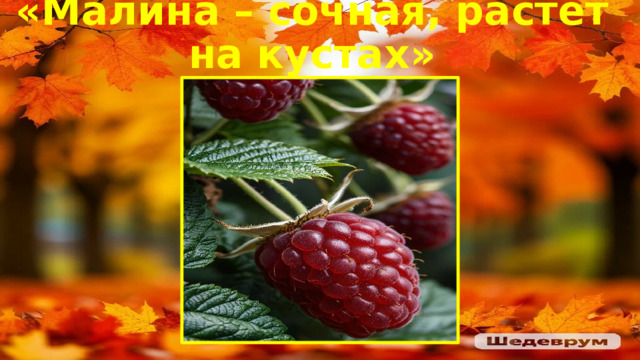 «Малина – сочная, растет на кустах» 