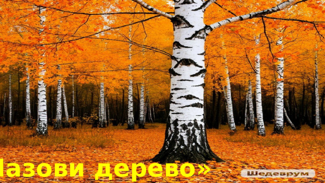 «Назови дерево» 