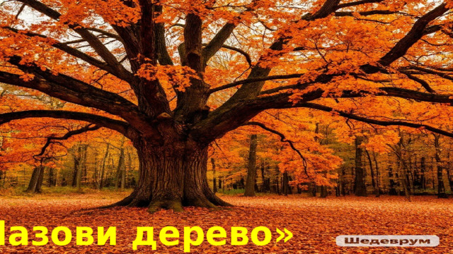«Назови дерево» 