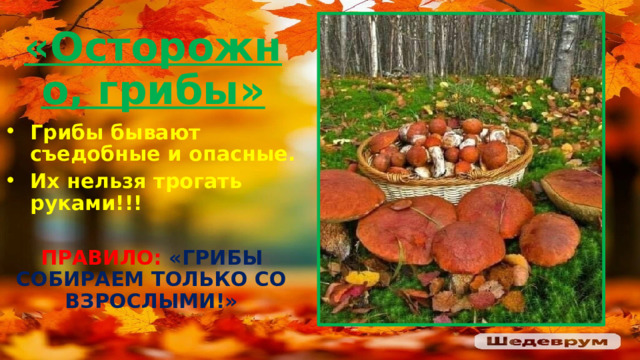 «Осторожно, грибы» Грибы бывают съедобные и опасные. Их нельзя трогать руками!!!  ПРАВИЛО: «ГРИБЫ СОБИРАЕМ ТОЛЬКО СО ВЗРОСЛЫМИ!»  