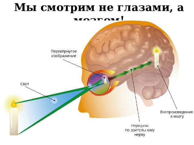Мы смотрим не глазами, а мозгом! 