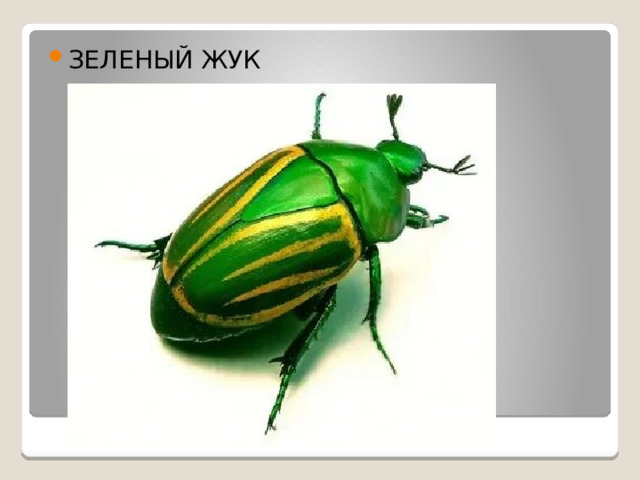 ЗЕЛЕНЫЙ ЖУК 