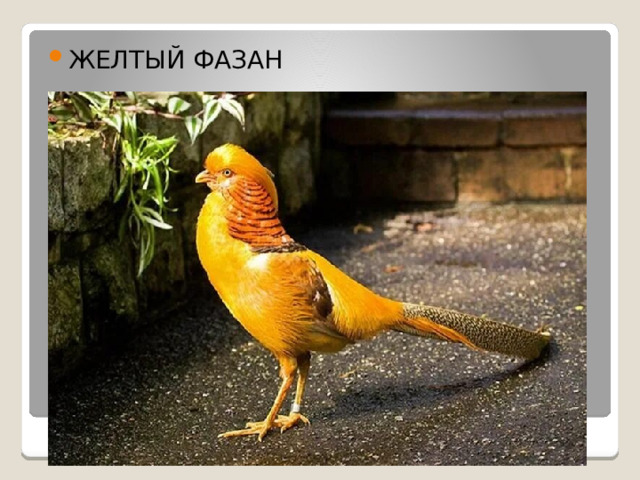 ЖЕЛТЫЙ ФАЗАН 