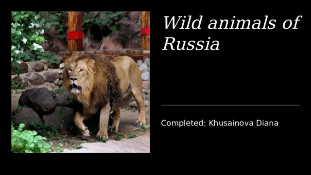 Wild animals of Russia Completed: Khusainova Diana 1 