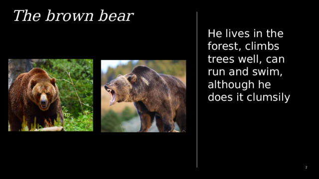 The brown bear He lives in the forest, climbs trees well, can run and swim, although he does it clumsily 1 1 