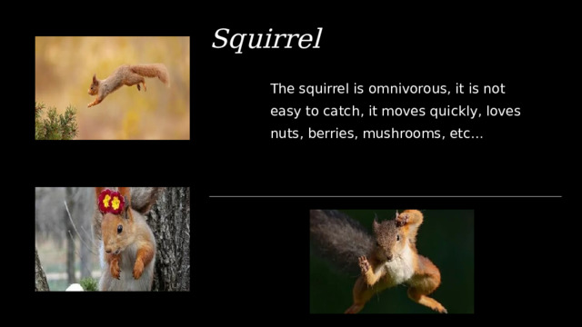 Squirrel The squirrel is omnivorous, it is not easy to catch, it moves quickly, loves nuts, berries, mushrooms, etc… 1 