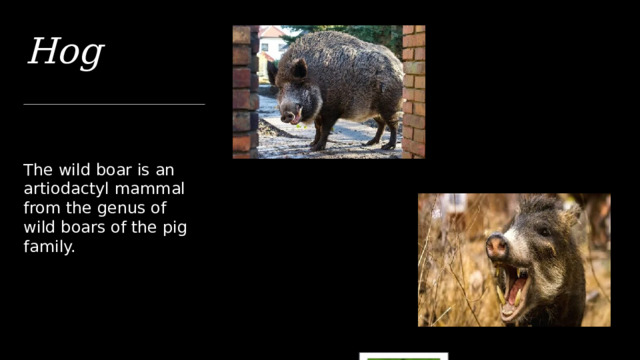Вставьте здесь фото Hog Вставьте здесь фото The wild boar is an artiodactyl mammal from the genus of wild boars of the pig family. 1 