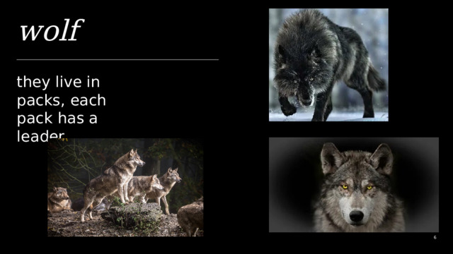 wolf they live in packs, each pack has a leader 1 1 