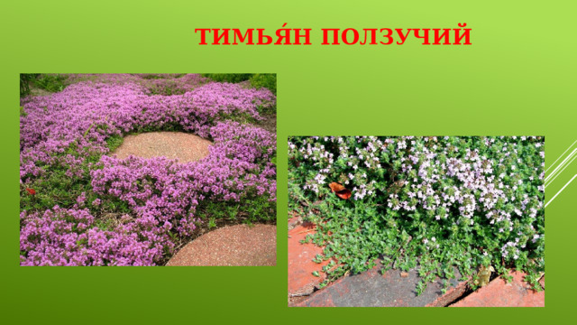 Тимья́н ползучий   