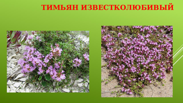 Тимьян известколюбивый   