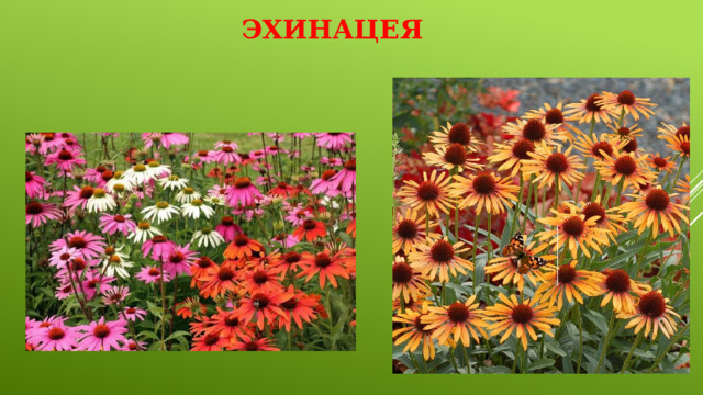Эхинацея   
