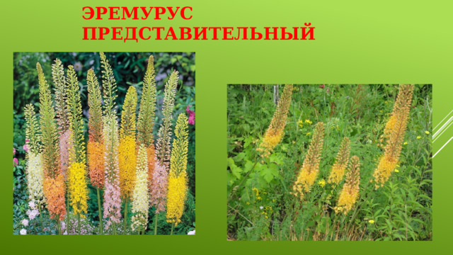 Эремурус представительный   