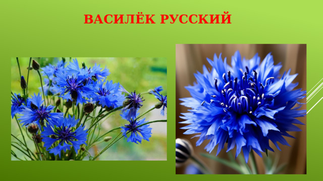 Василёк русский   