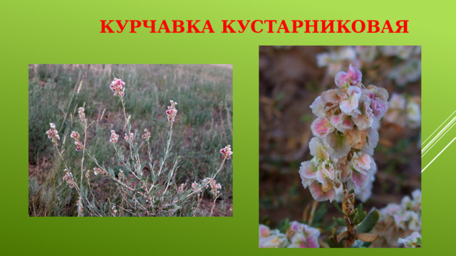 Курчавка кустарниковая 