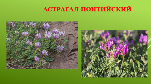 Астрагал понтийский   