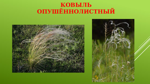 Ковыль опушённолистный   