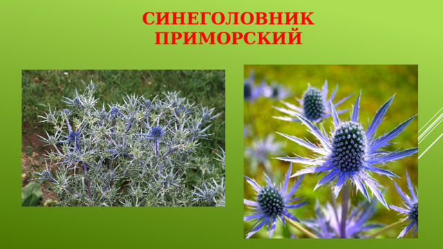 Синеголовник приморский   