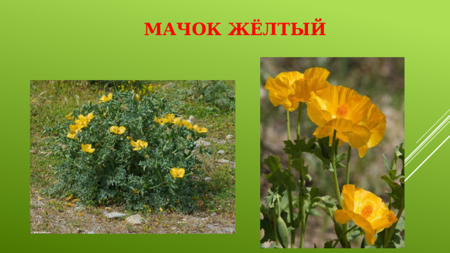 Мачок жёлтый 