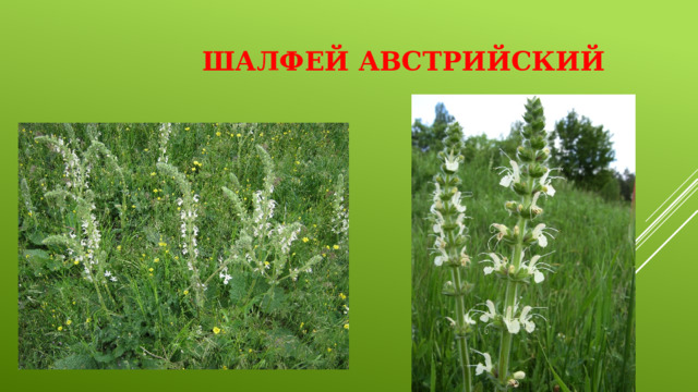 Шалфей австрийский 
