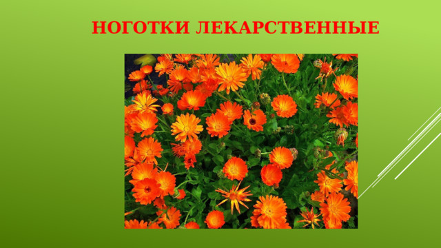 Ноготки лекарственные 