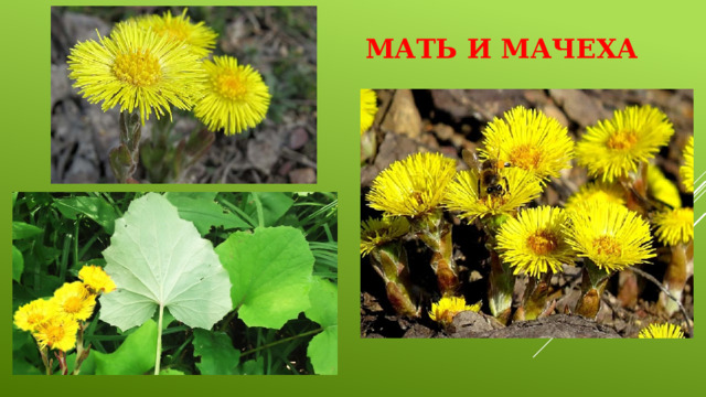 Мать и мачеха 