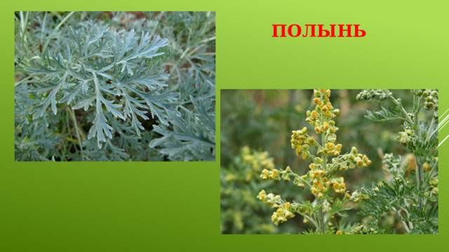 Полынь 