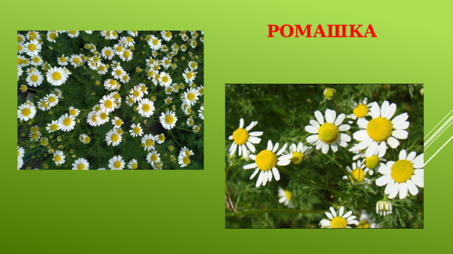 Ромашка 