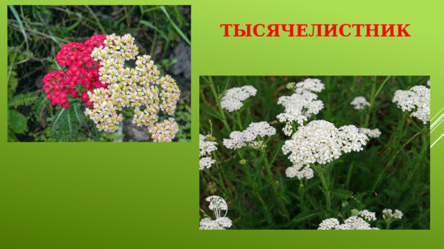 Тысячелистник 