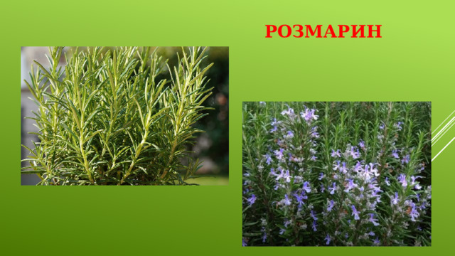 Розмарин 
