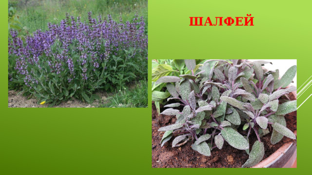 Шалфей 