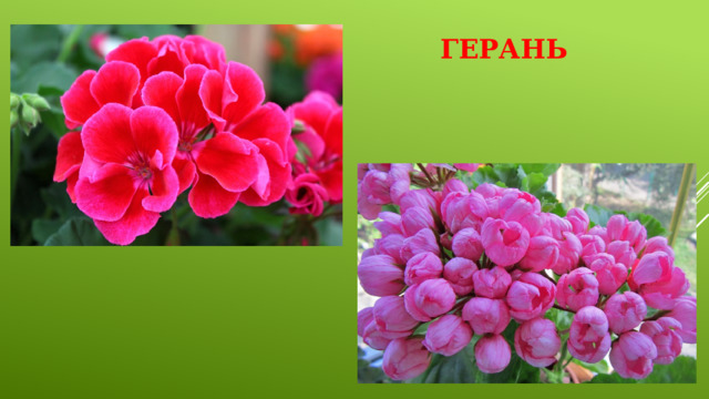 Герань 