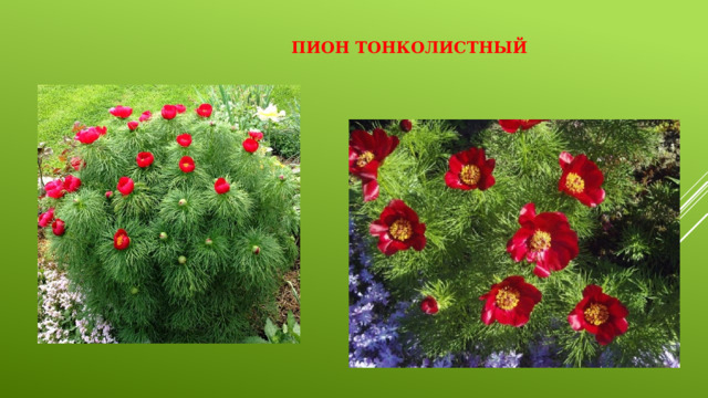 Пион тонколистный   