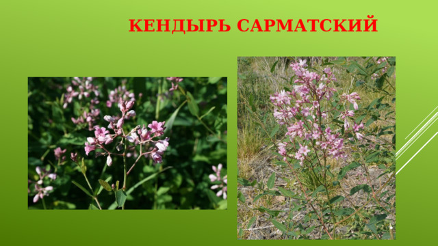 Кендырь сарматский   