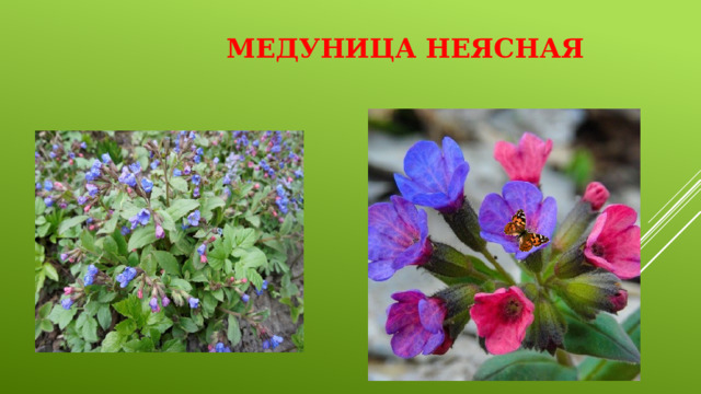 Медуница неясная   