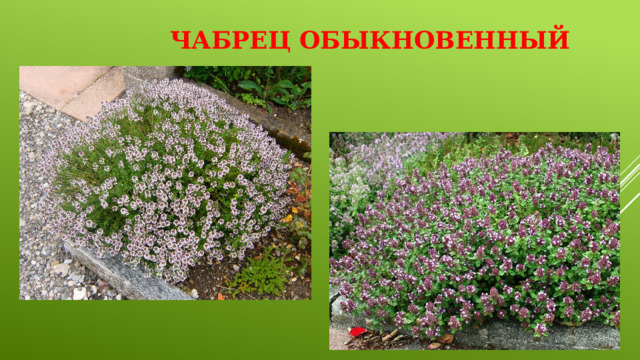 Чабрец обыкновенный   