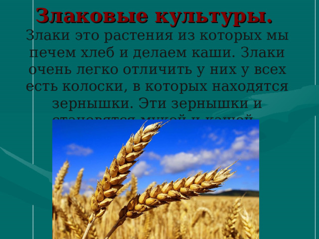     Злаковые культуры.  Злаки это растения из которых мы печем хлеб и делаем каши. Злаки очень легко отличить у них у всех есть колоски, в которых находятся зернышки. Эти зернышки и становятся мукой и кашей.      