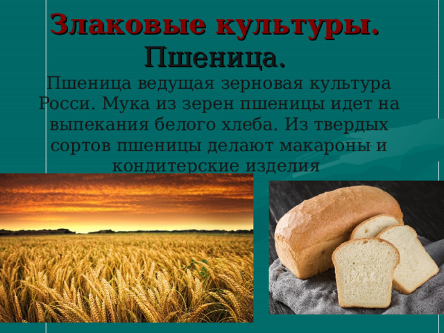    Злаковые культуры.  Пшеница.  Пшеница ведущая зерновая культура Росси. Мука из зерен пшеницы идет на выпекания белого хлеба. Из твердых сортов пшеницы делают макароны и кондитерские изделия     
